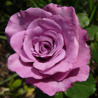 Троянда Блю Бос, плетиста купить