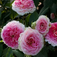 Троянда плетиста Цезарь купить