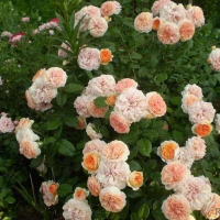 Троянда плетиста Пенні Лейн купить