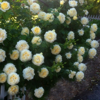 Троянда плетиста Сирано де Бержерак купить