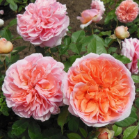 Троянда плетиста Чіп і Дейл купить