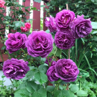 Троянда Мінерва, шраби купить