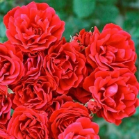 Роза плетистая Sympathy (Симпати) купить