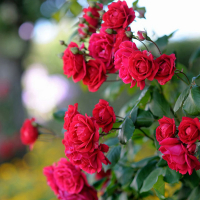 Троянда плетиста Симпаті купить