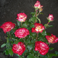 Роза патіо Нью Дует купить