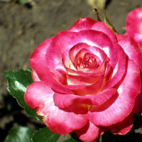 Роза патіо Аріфа купить