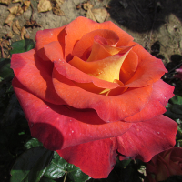 Троянда патіо Леонідас купить