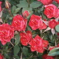 Троянда міні спрей Лососева купить