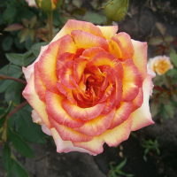 Роза патіо Латіно Ембіанс купить