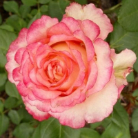 Роза патіо Дует купить