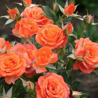 Троянди спрей Алегрія купить