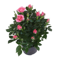 Роза Патіо Хіт мікс купить