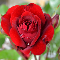 Троянда мініатюрна Red Det купить