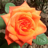 Троянда патіо Наранга купить