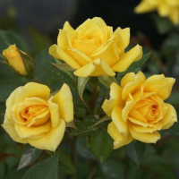 Роза спрей Еллоу Бейбі купить