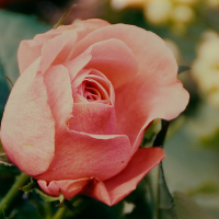 Роза спрей Лосось купить