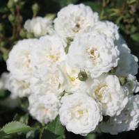 Троянда спрей Кент купить