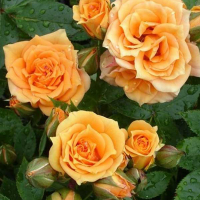 Троянда борбюрна Клементіна купить