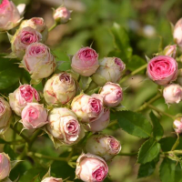 Роза спрей Мімі Еден купить