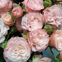 Роза спрей Міс Бомбастик купить