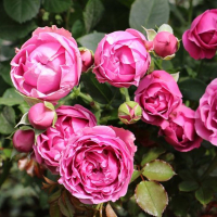 Роза спрей Мисти Бабблз купить