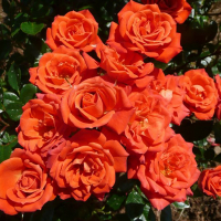 Троянда патіо Оранж Стар купить