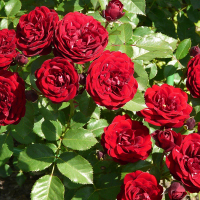 Троянда Торнадо, спрей купить