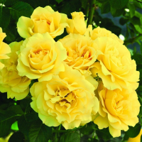 Роза бордюрная Шайн купить