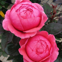 Троянда Kordes Parfuma купить