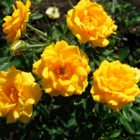 Троянда грунтопокривна Голд Сенсейшн купить