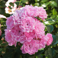 Роза почвопокровная Зэ Фэйри купить