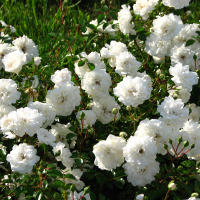 Троянда грунтопокривна Seafoam (Сіафом) купить