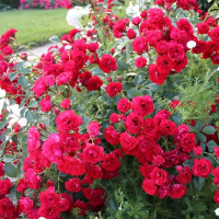 Троянда ґрунтопокривна Скарлет Мейландекор купить