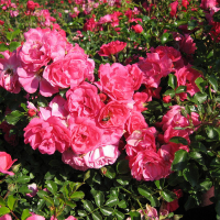 Троянда грунтопокривна Хайдтраум купить