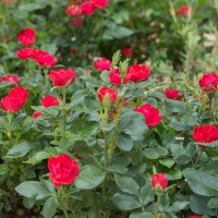 Троянда грунтопокровна Зепеті купить