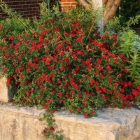 Троянда Ред Каскад, грунтопокривна купить