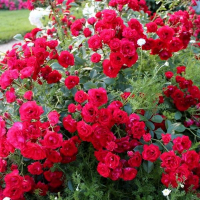 Троянда ґрунтопокривна Скарлет Мейландекор купить