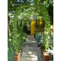 Троянда паркова Rossi Cassetta купить