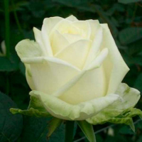 Роза Маруся (Garden Queen) купить