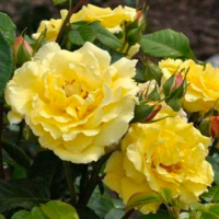 Роза паркова Ліхткенігін Лючія (Garden Queen) купить