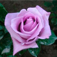 Роза паркова Блю Мун (Garden Queen) купить