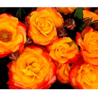 Троянда поліантова Куба Денс (Garden Queen) купить