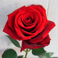 Роза Гранд Прі (Garden Queen) купить