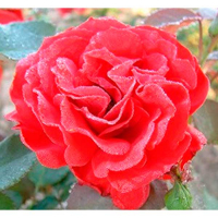 Троянда поліантова Lilli Marleen (Лілі Марлен) купить