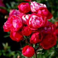 Троянда поліантова Morsdag Red (Морсдаг Ред) купить