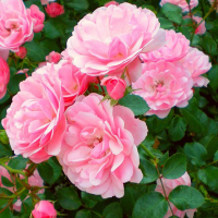 Троянда поліантова Bonica (Боніка) купить