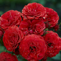 Роза полиантовая Cordula (Кордула) купить