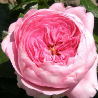 Троянда паркова Елоді Госсіні купить