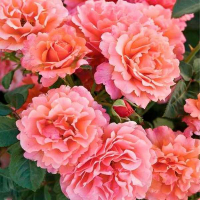 Троянда паркова Августа Луїза купить