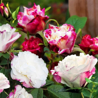 Троянда паркова Луїза Багнет купить